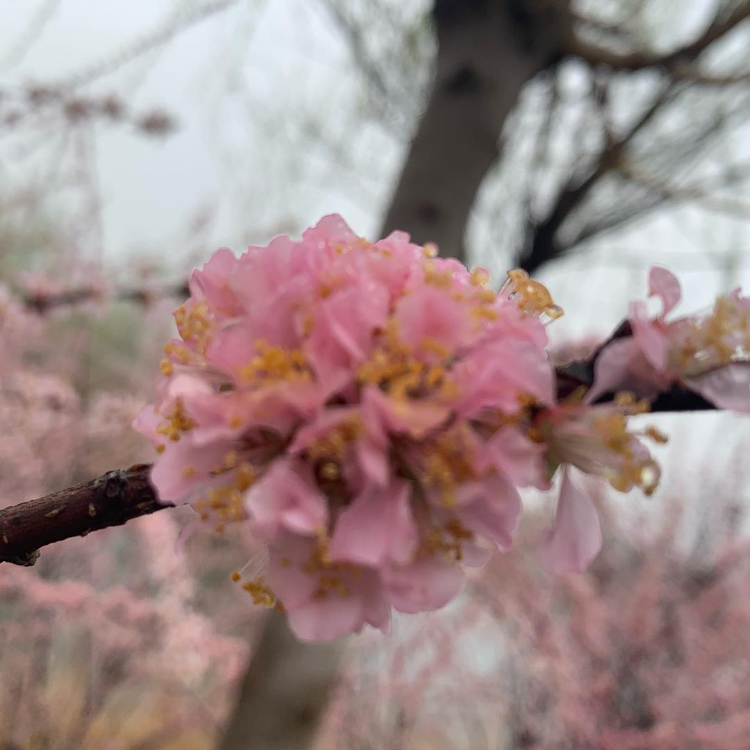 凤凰花