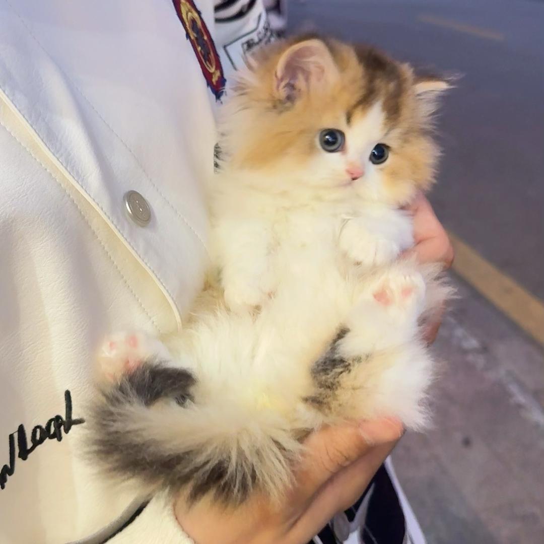 桃虞猫舍