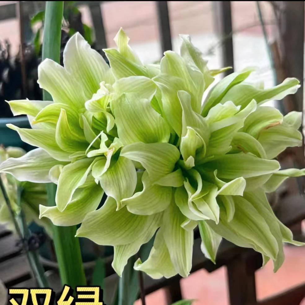 亿颗柠檬