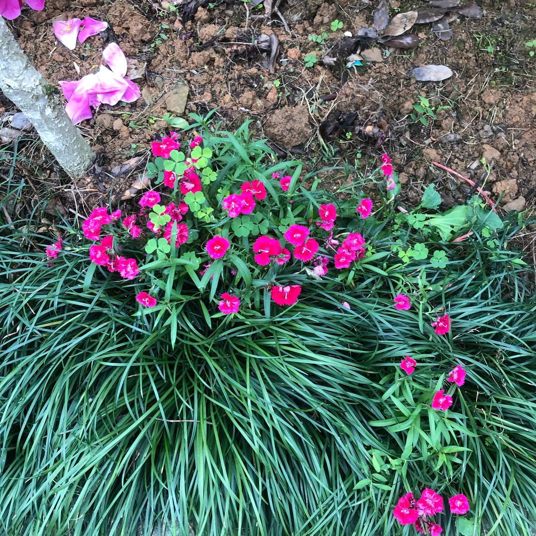 曾经沧海难为水除确巫山不是云☁️