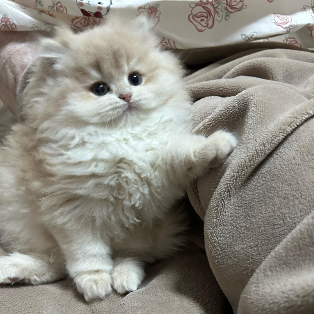 mm（猫猫找家版）