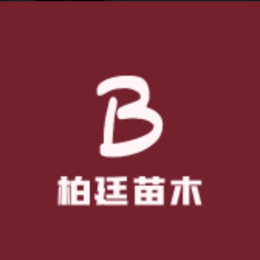 柏廷桂花批发基地