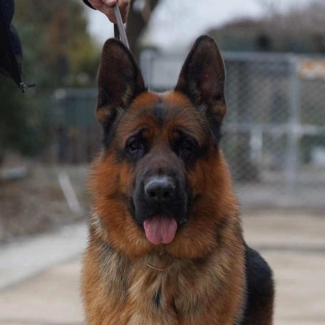 汉唐家的牧羊犬