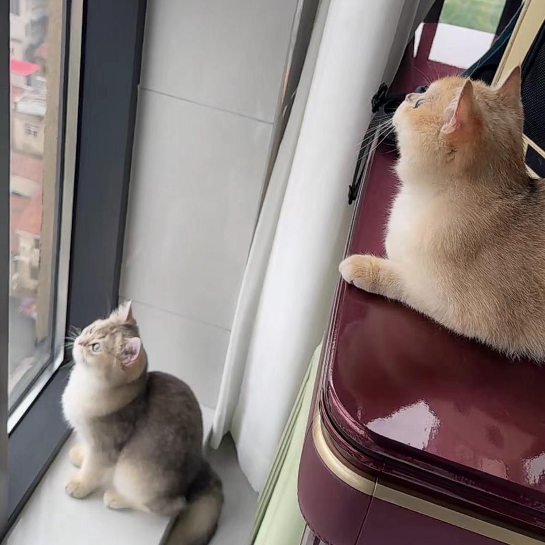 星宝与嘟宝🌼🌷