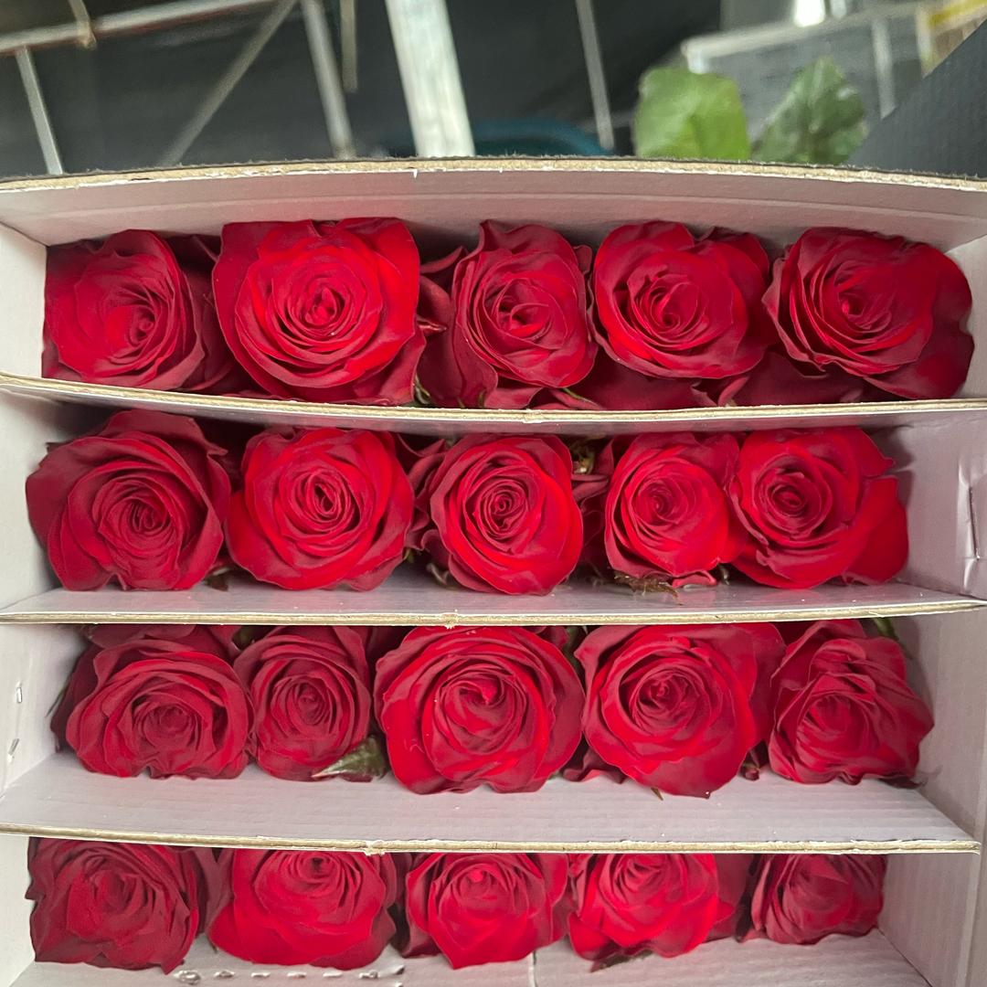 笑面如花🌹开🌹落