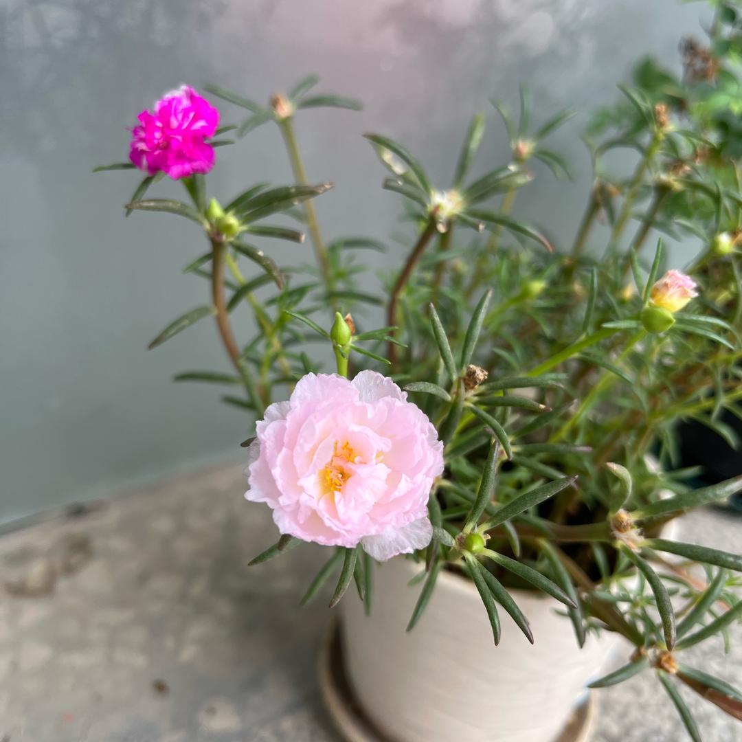 太阳🌸