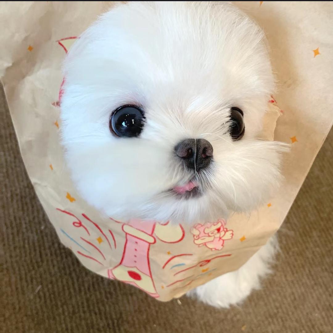 胆小鬼