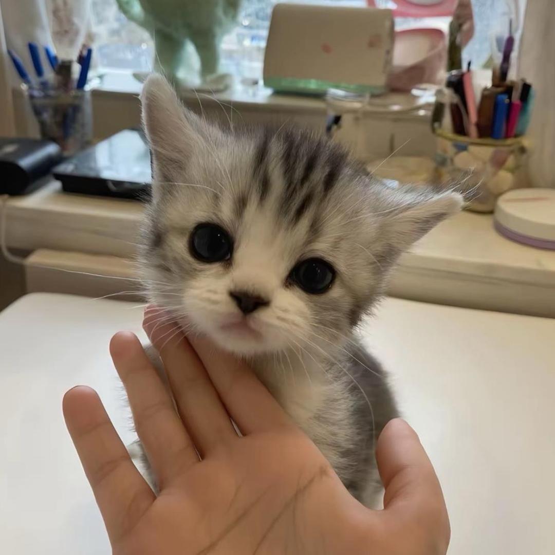 小猪猪