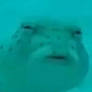 粉色水母