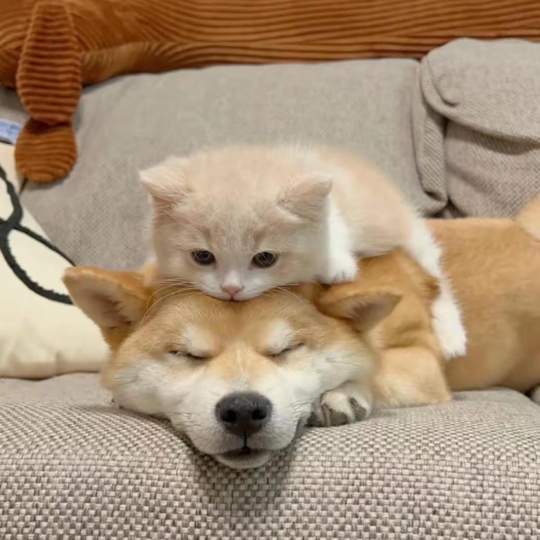 无锡宠物批发(300买狗，一只也是批发价