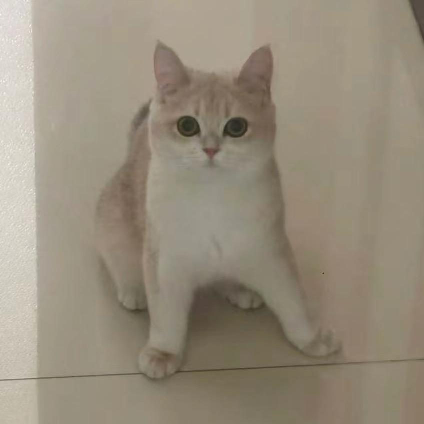 嘎嘎嘎