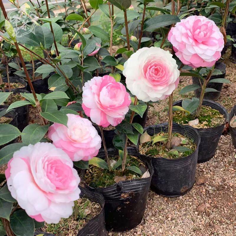 漳平市永福花颜阁花木场