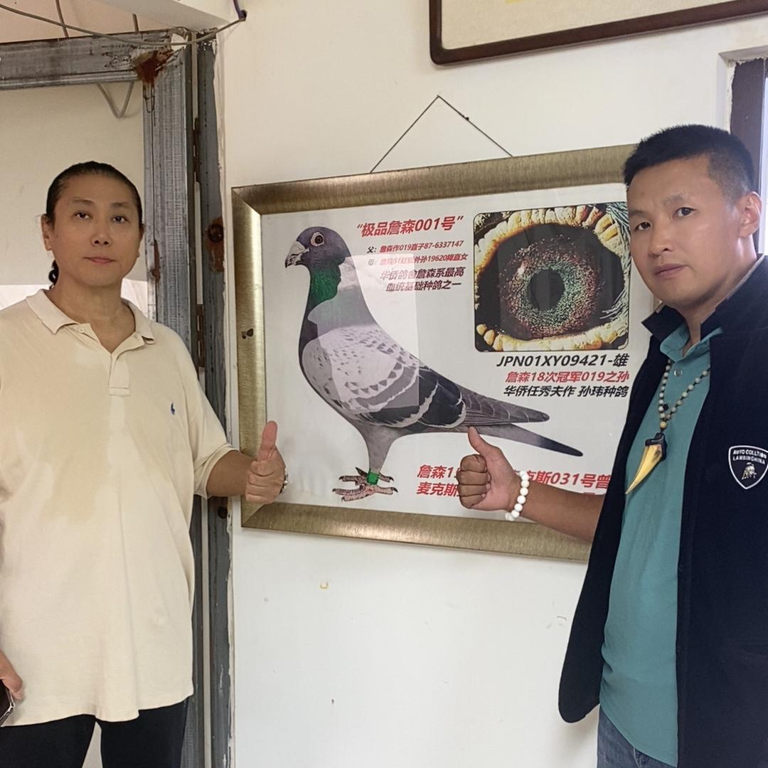 东子赛鸽公棚