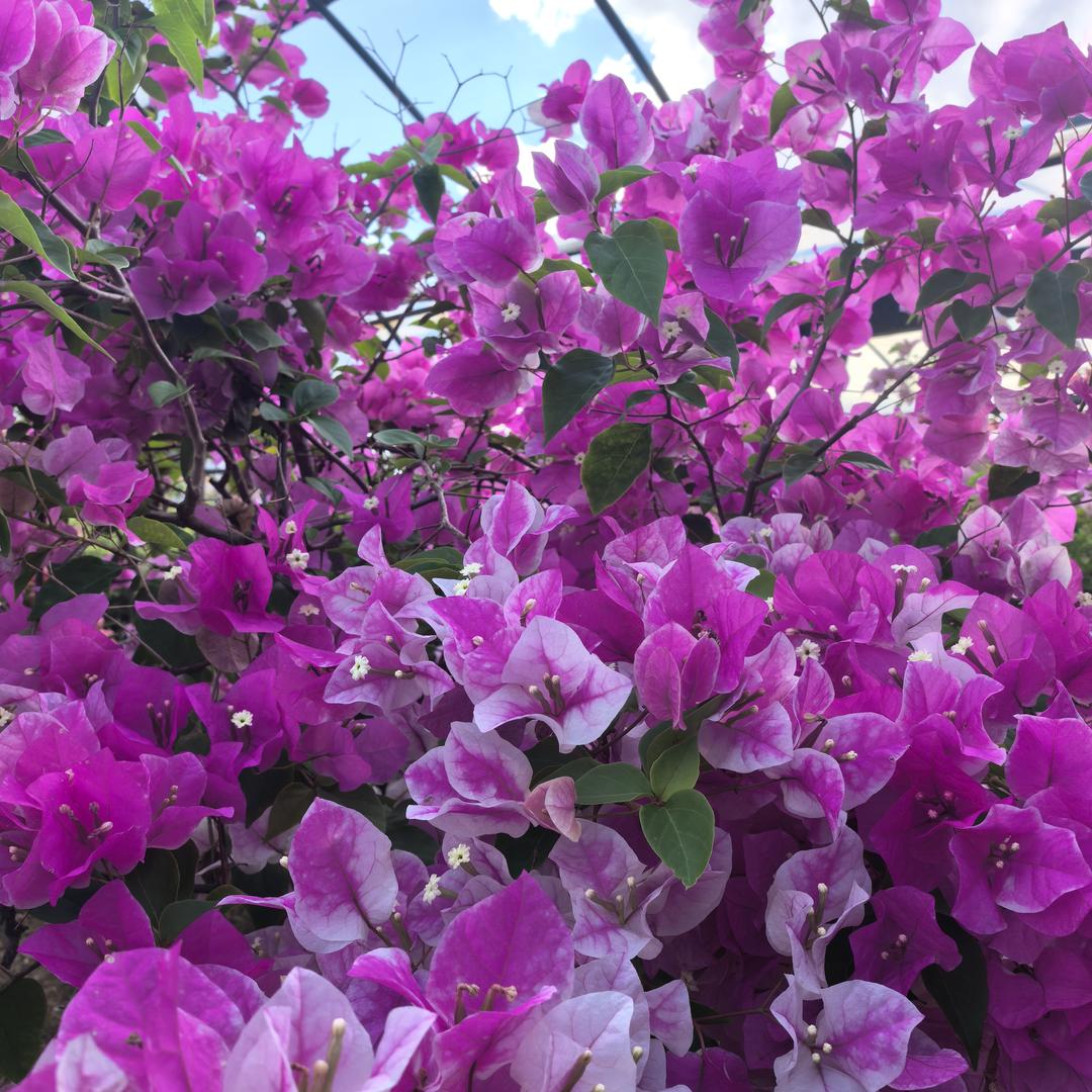 宜良悦宇花卉