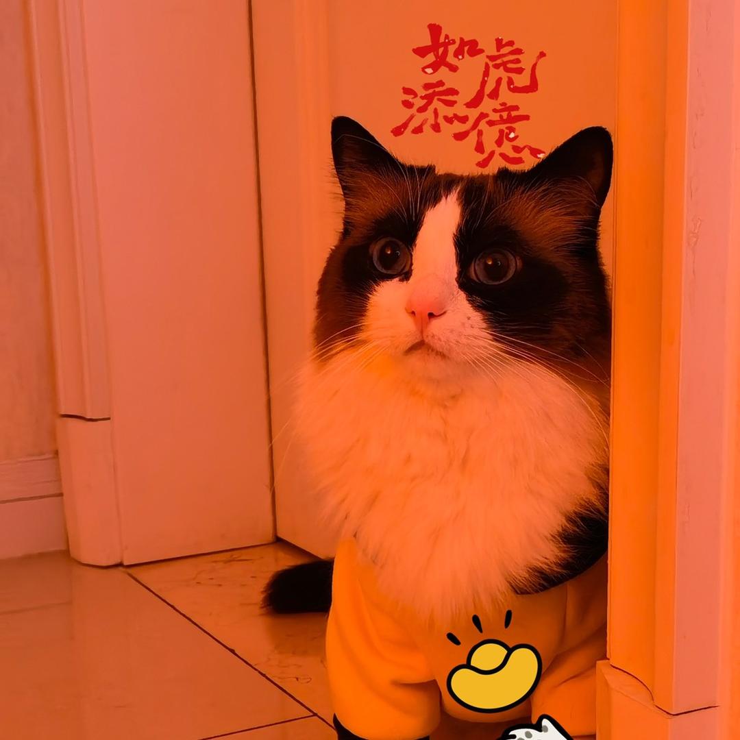 嘟仔不是狗🐶