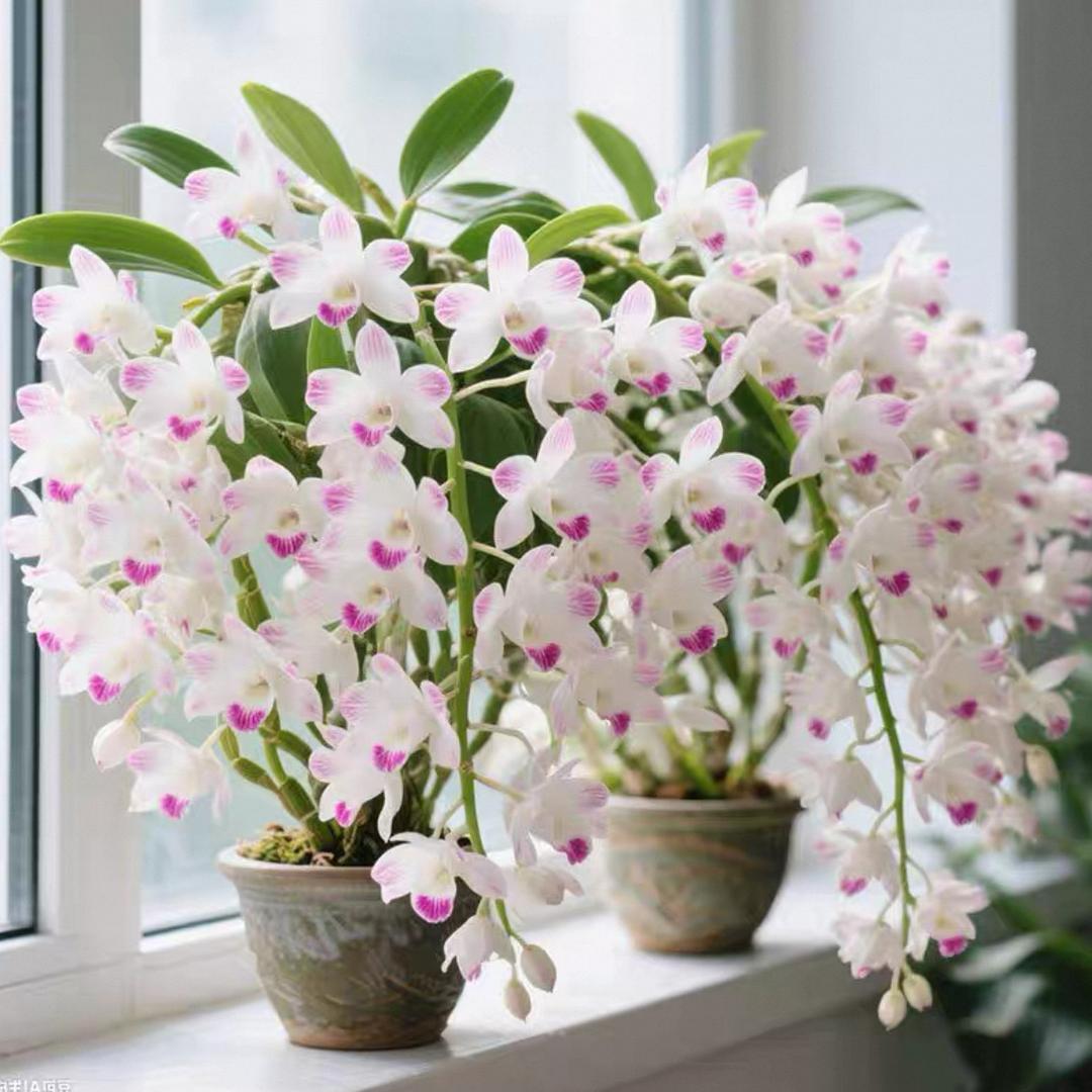 小严花卉种植基地