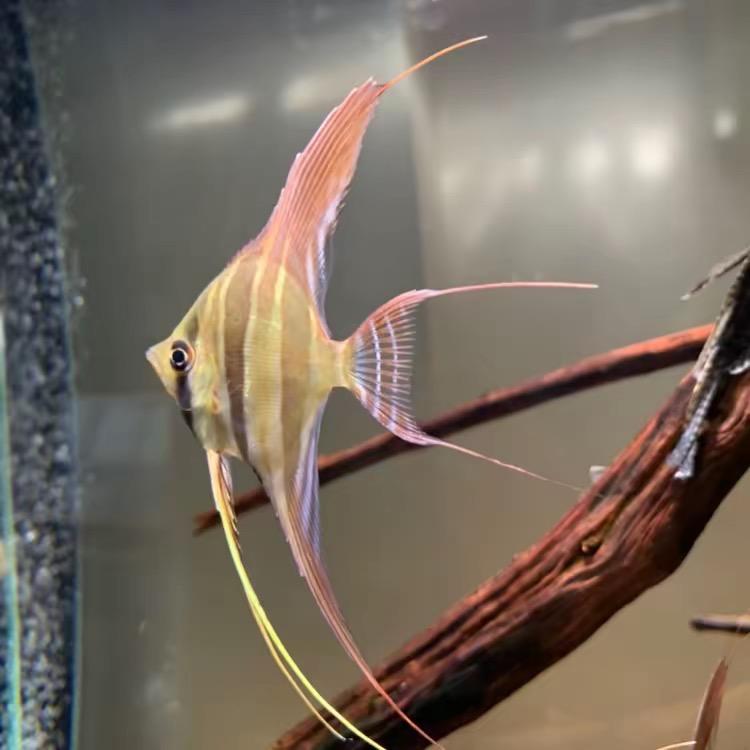 尚品野生埃及定水工作室