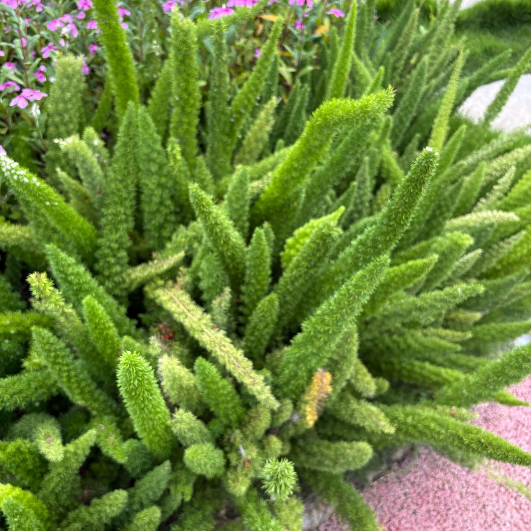 Bush’s