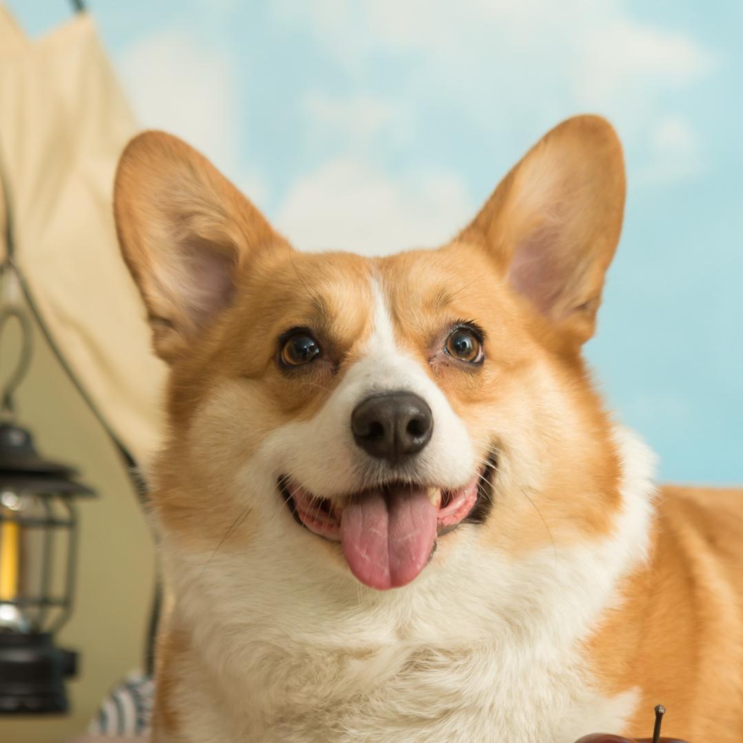 pika是小柯基（猫狗双全版）