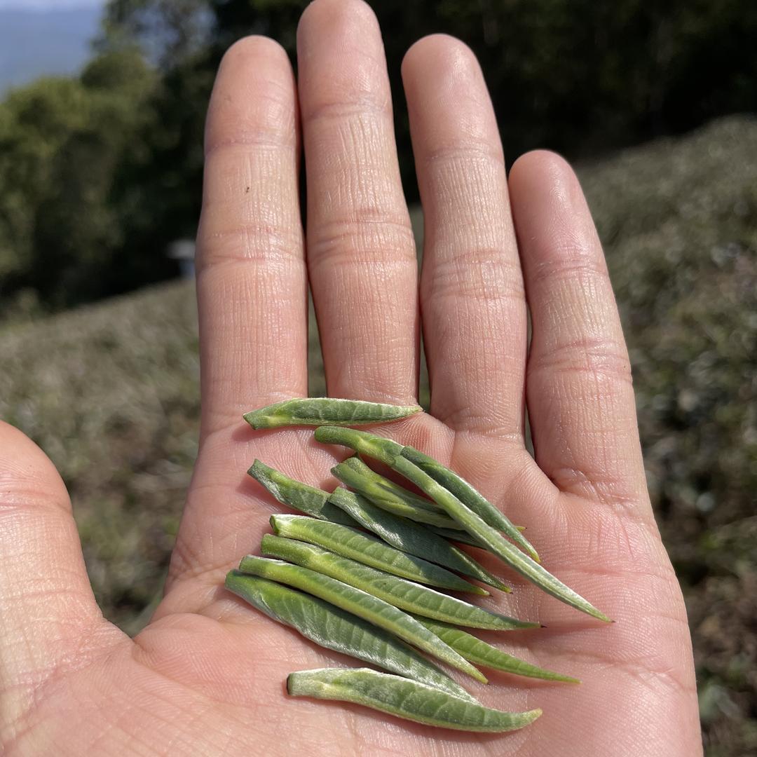 万担茶乡——表弟源头好茶（小号）