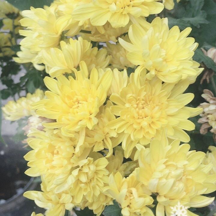 智能项目师生生