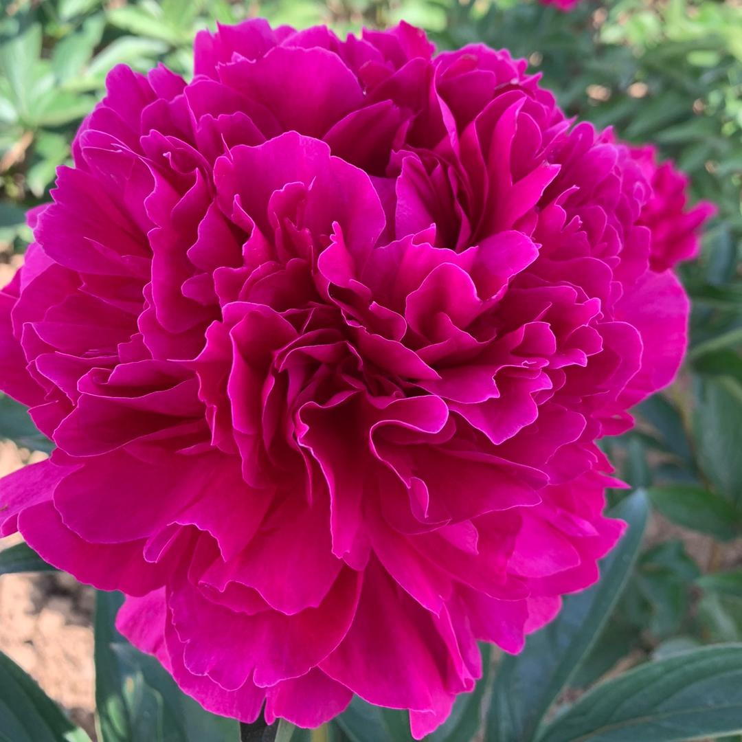 菏泽花海牡丹种植园