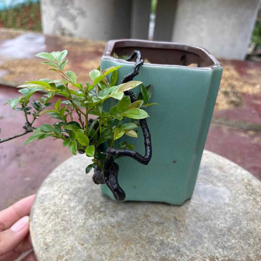 渊氏园林