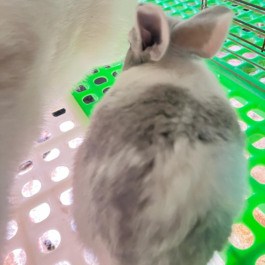 新加坡小小刘