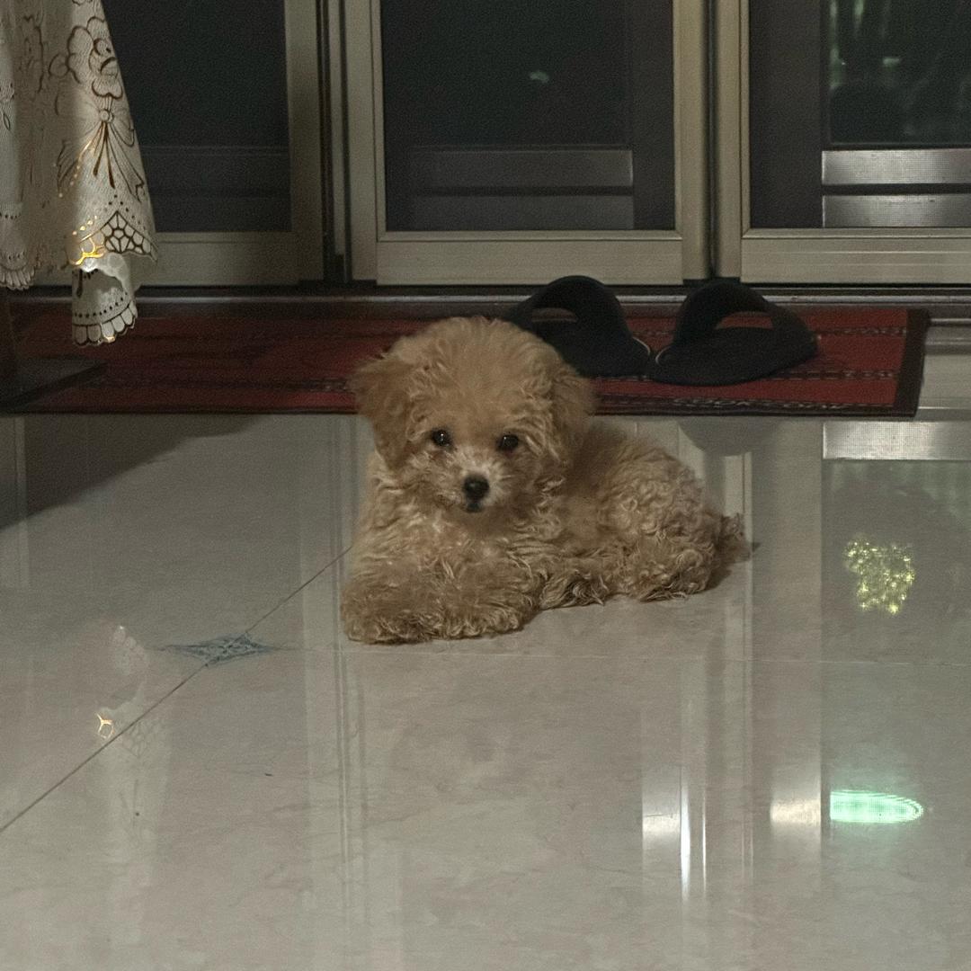 JIEJIE