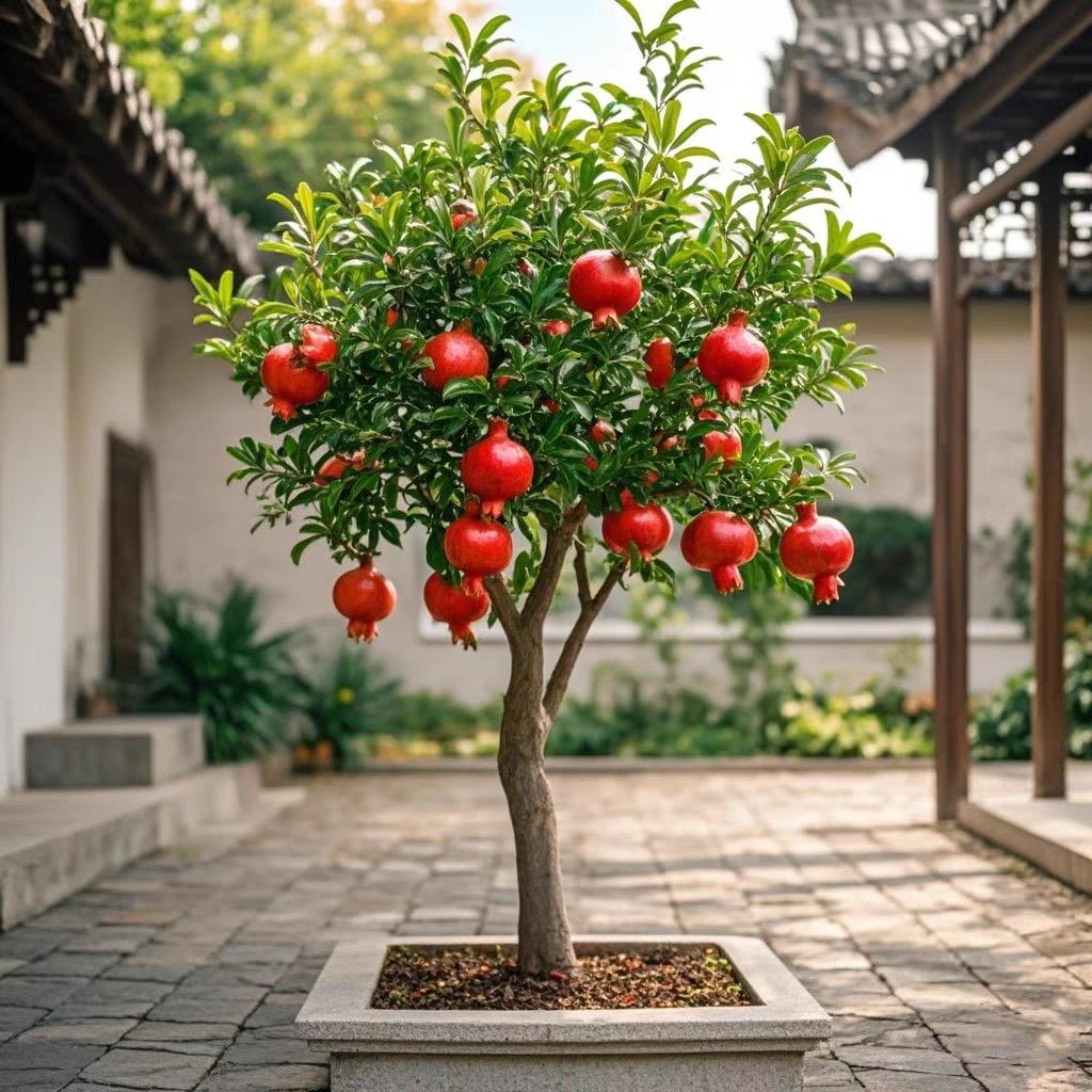 果益寿惠丰果树苗木专卖店