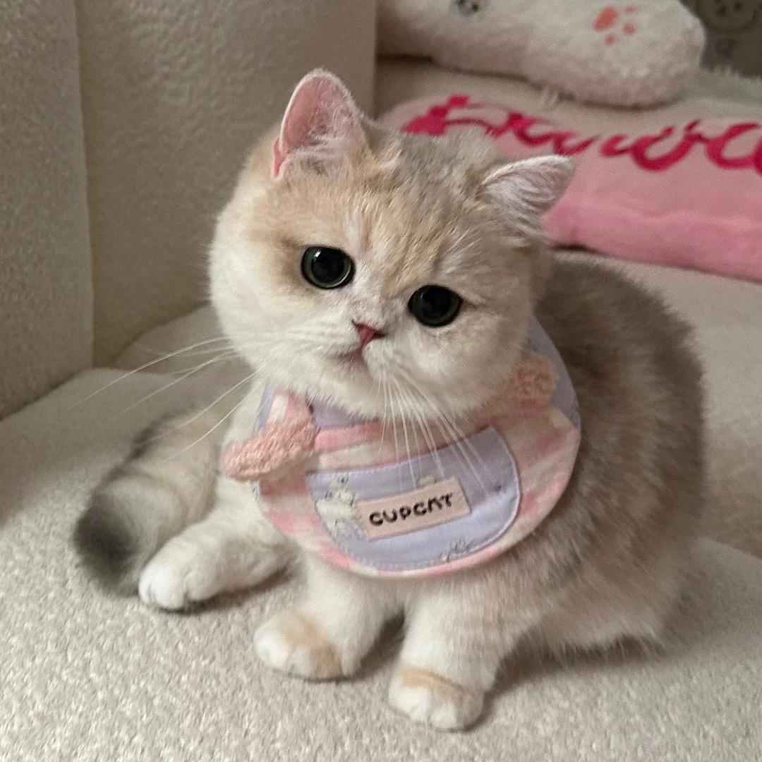 一只妮妮