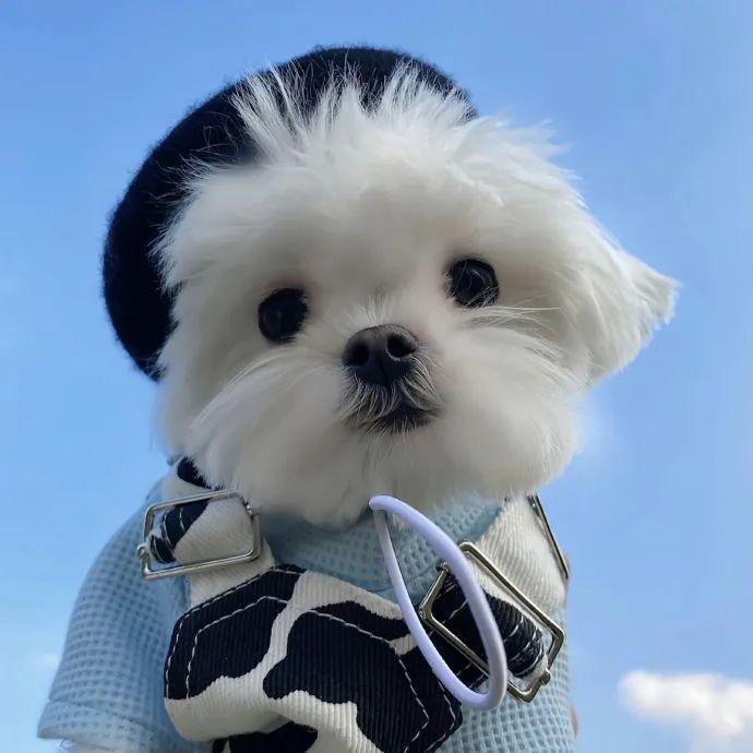矢叁衣