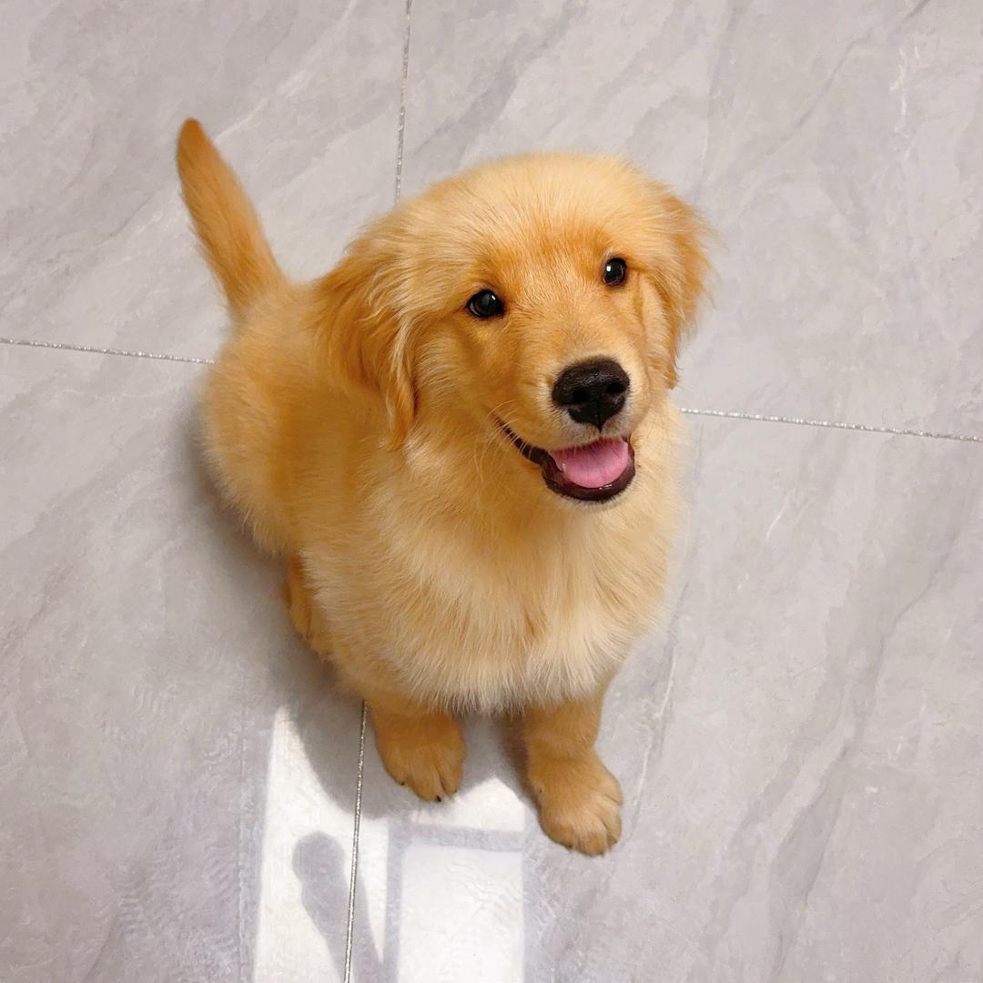 小馋狗中秋