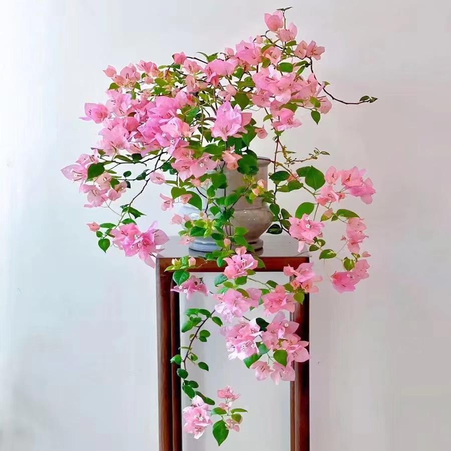 小鱼的后花园