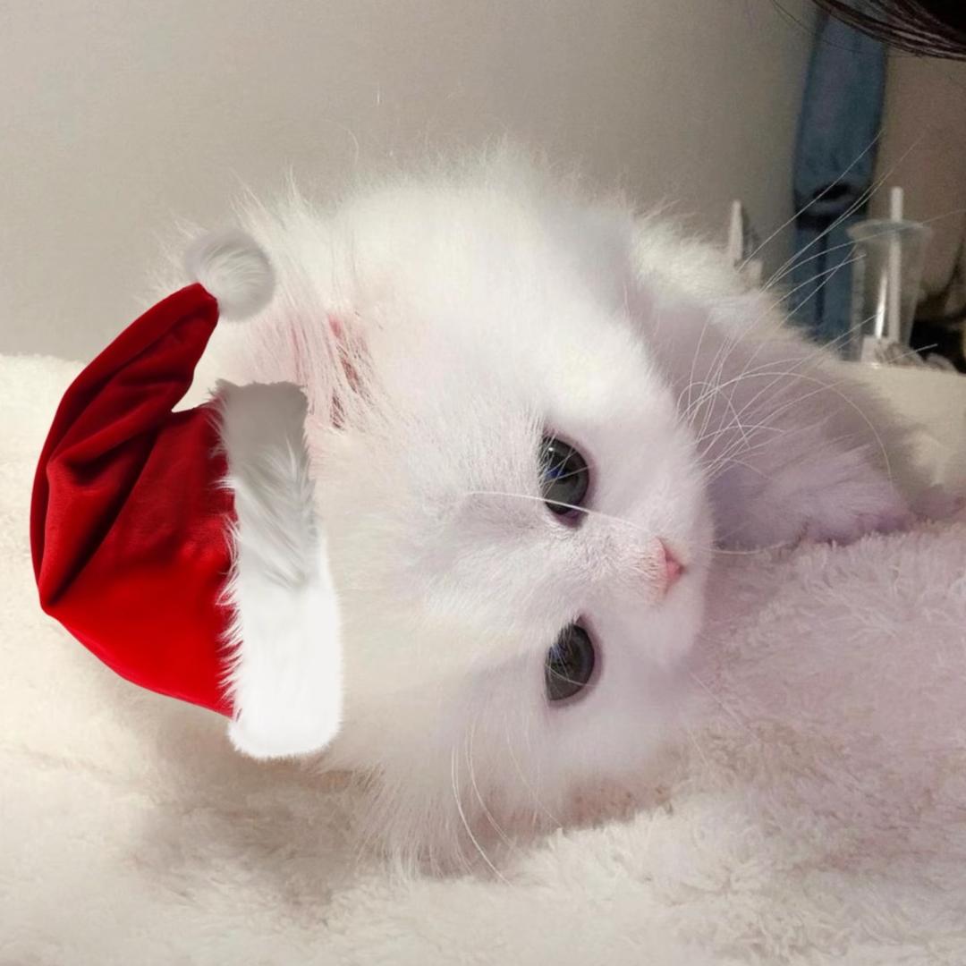 冷脸萌