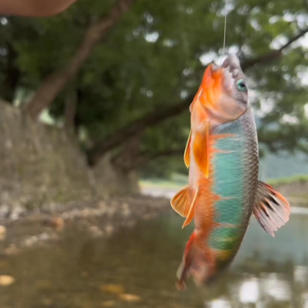 大叔🎣钓鱼