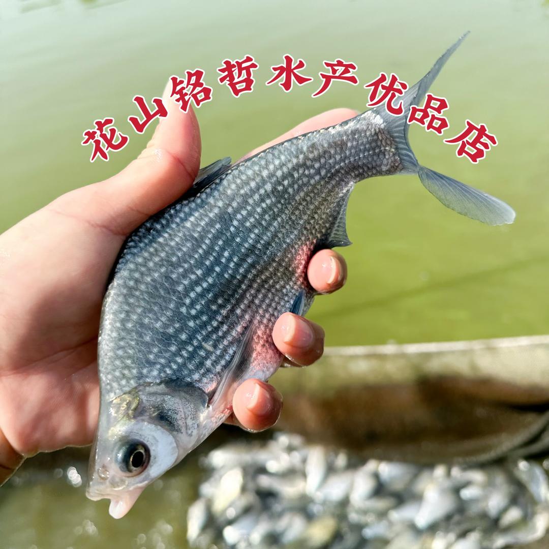 花都铭哲水产优品店