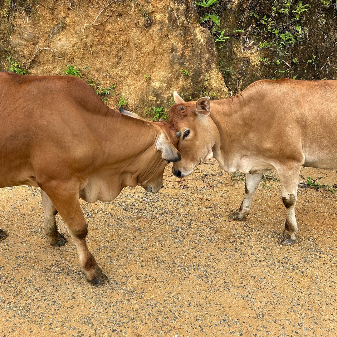 广东阿生牛农生活