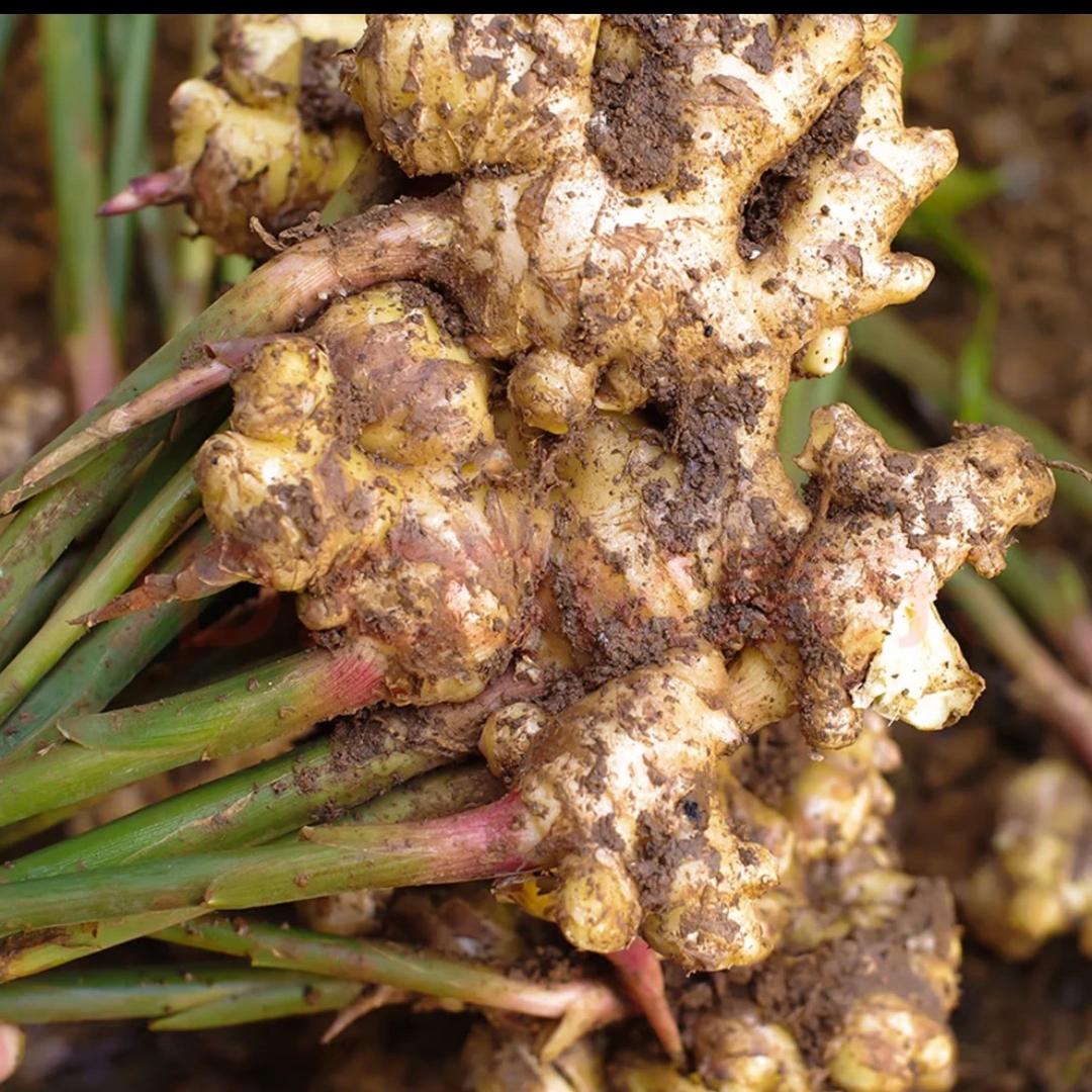 雲南农产品小店