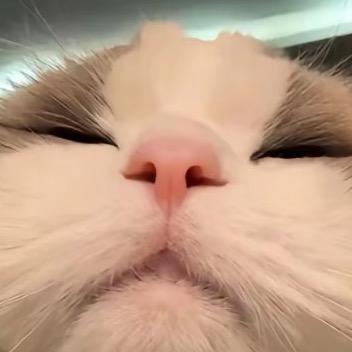 渔