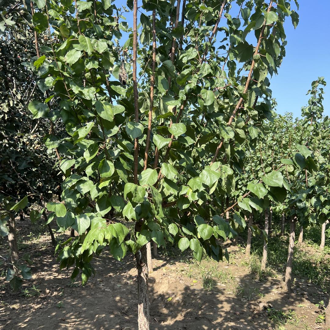 爵谷富同果树苗木专卖店