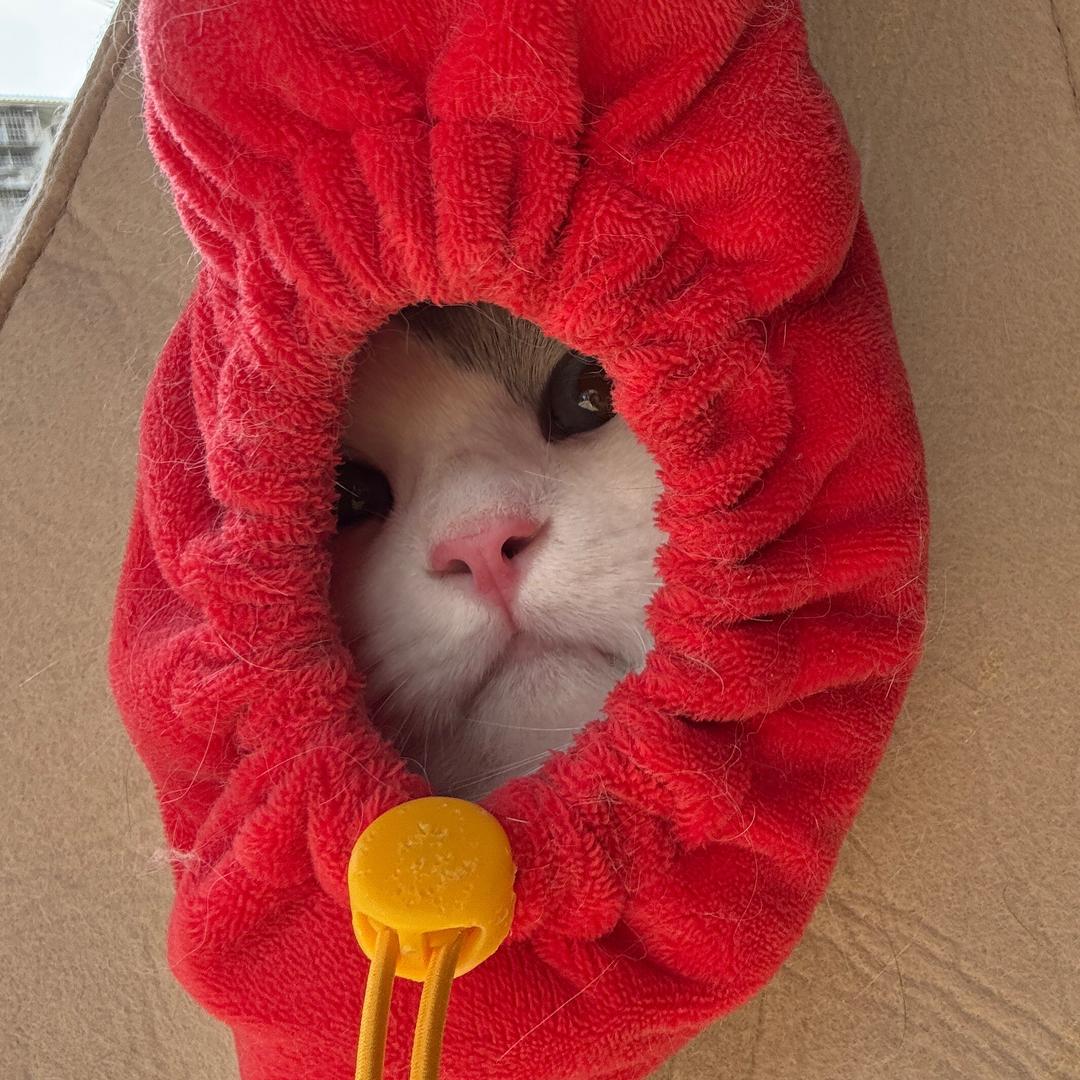 抱着鱼睡着的猫