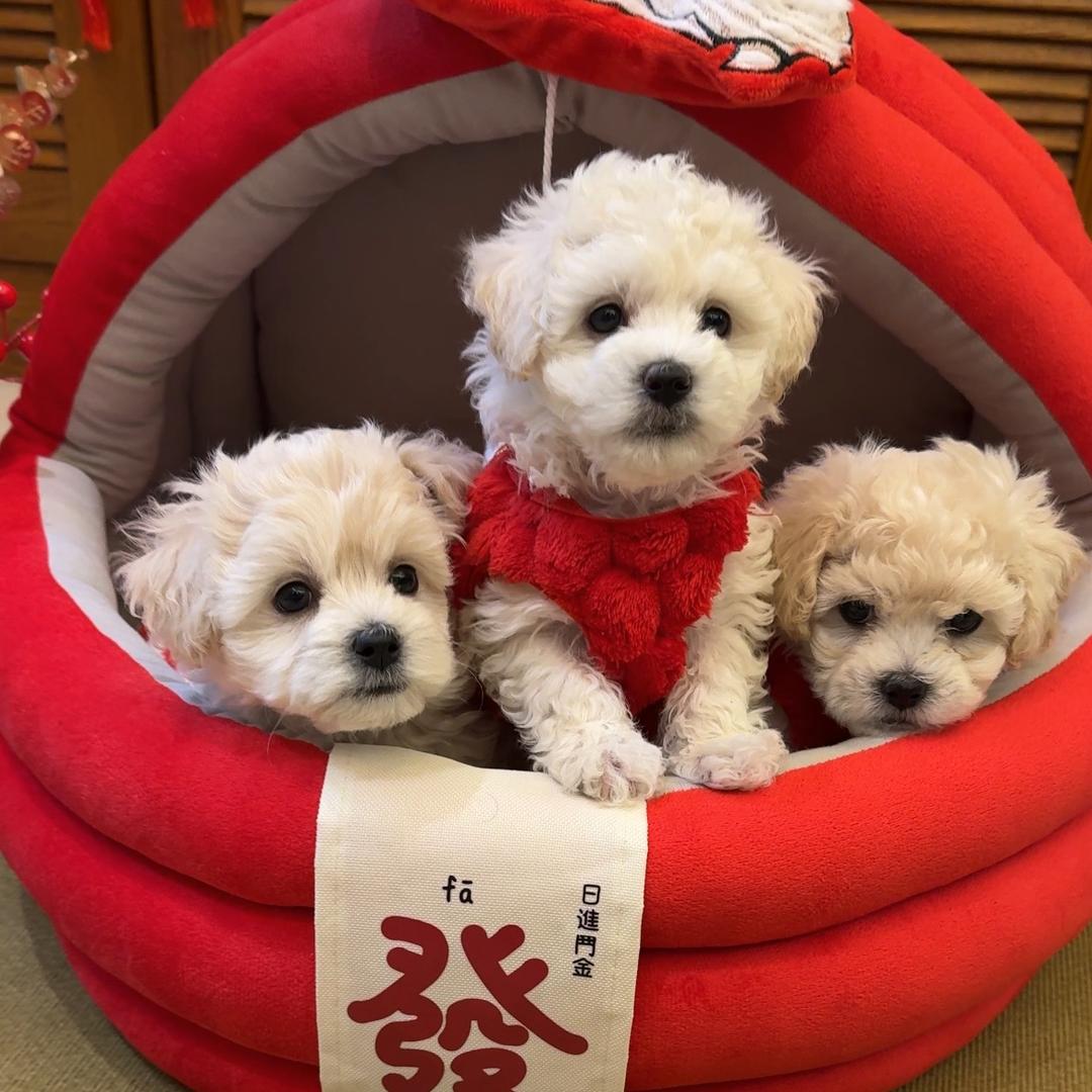 旺财麻麻