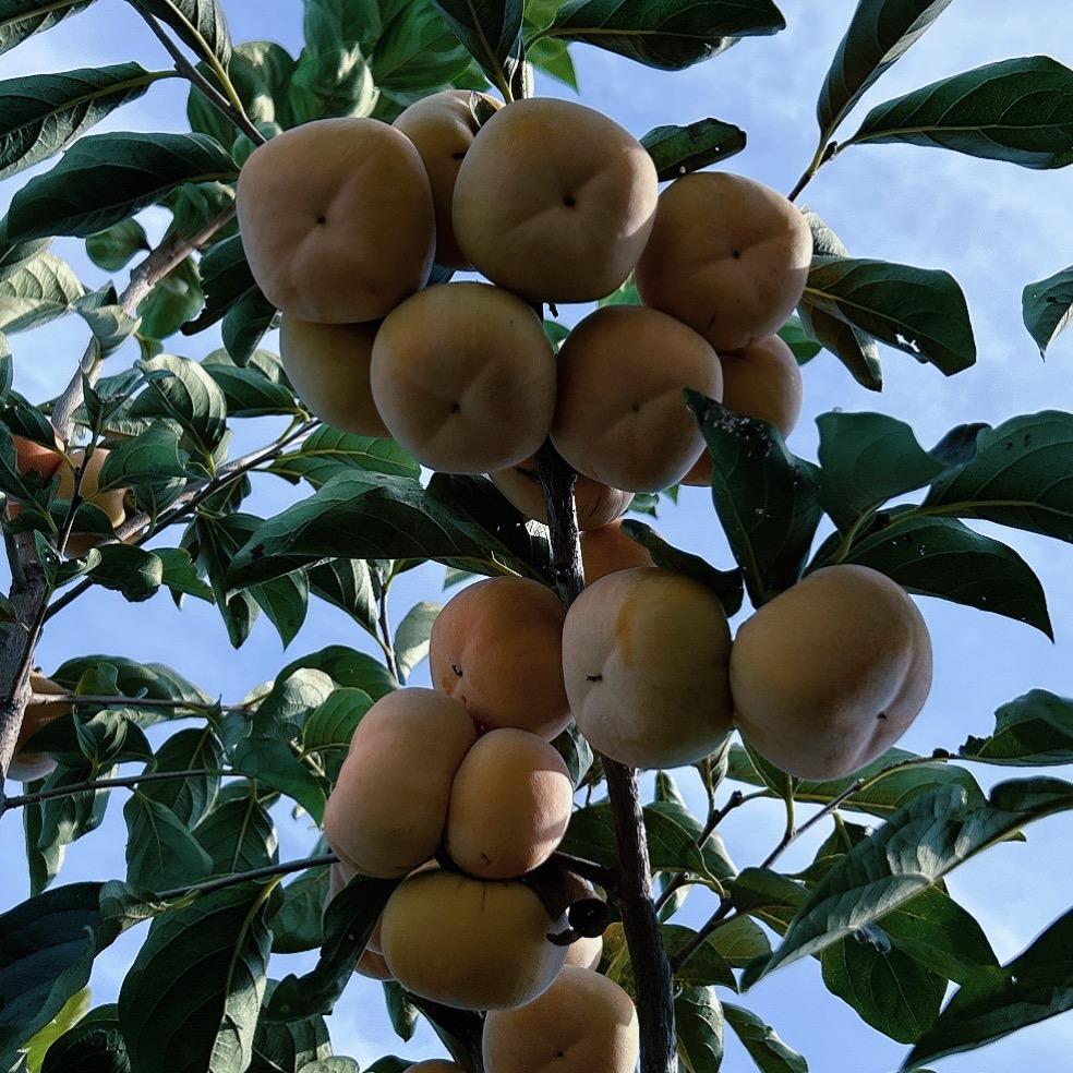 淑珺果树苗木专营店