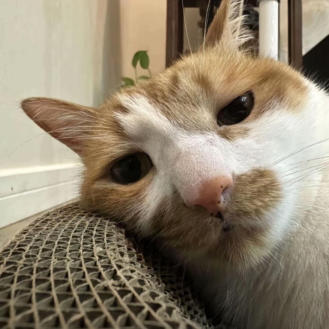 鱿鱼丝一种天赋