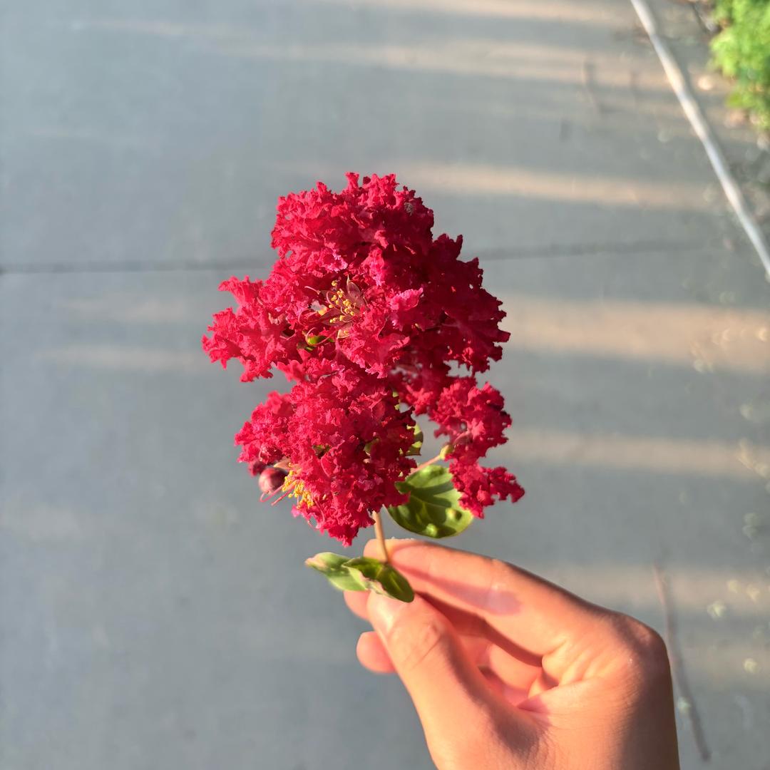 紫薇花种植园