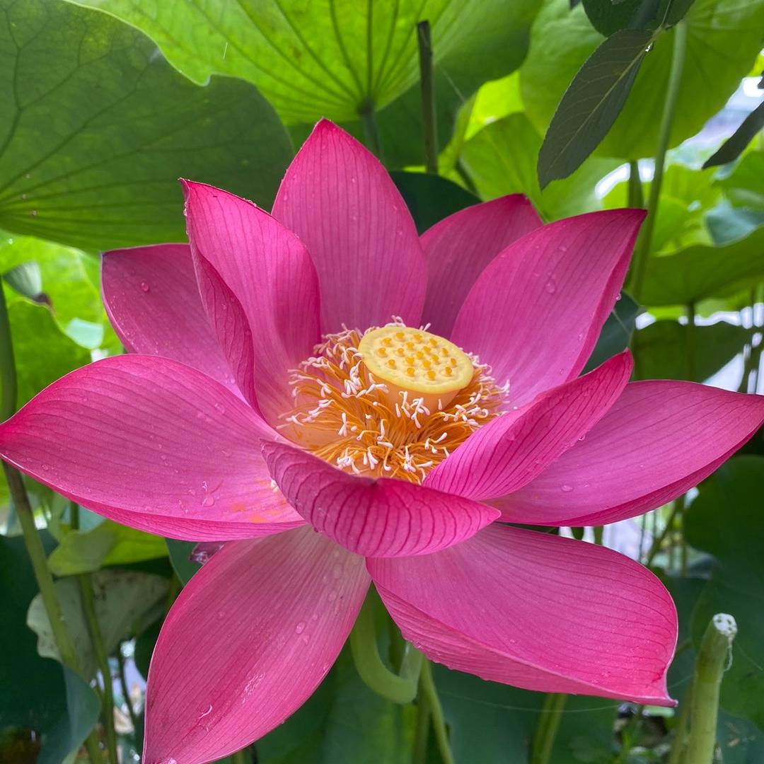 杨姐