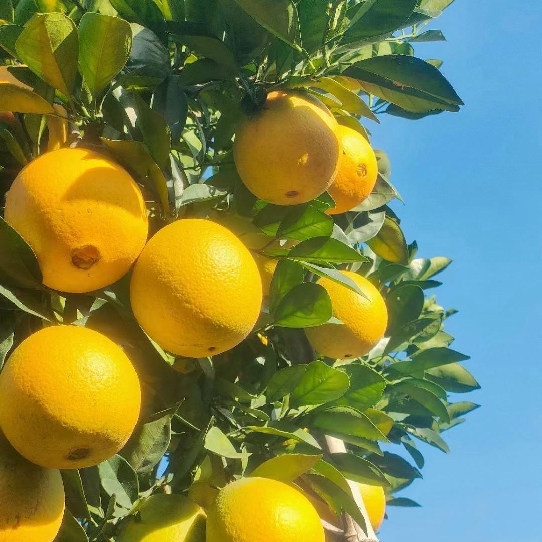 赣南食必橙果蔬店