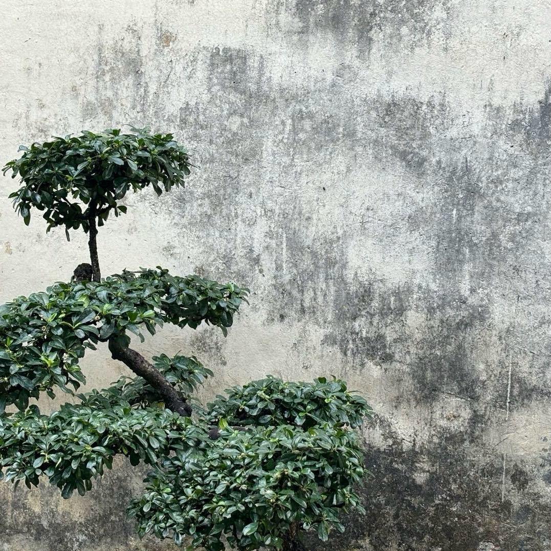 举头望明月