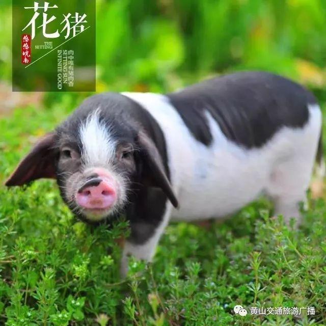 花猪王